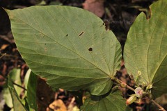 Flemingia paniculata